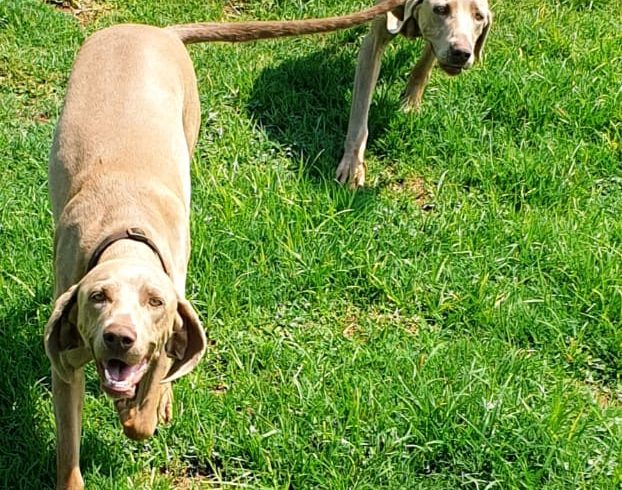 ADOPTED: Baby, 2.5 year old female weimaraner, Kempton Park