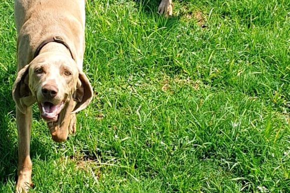 ADOPTED: Baby, 2.5 year old female weimaraner, Kempton Park