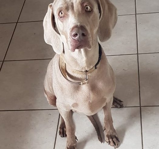 ADOPTED: Blanca, 7 year old female weimaraner: Cape Town