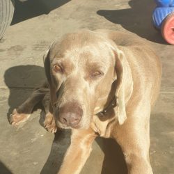 Gemma, 8 year old female weimaraner, George WC