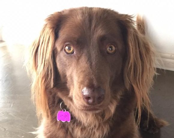 ADOPTED: Peppa, 6 year old female long hair weimaraner x labrador, Cape Town