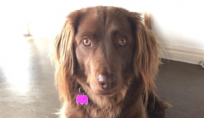 ADOPTED: Peppa, 6 year old female long hair weimaraner x labrador, Cape Town
