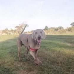 ADOPTED: Tyson, 4 year old male weimaraner, Cape Town