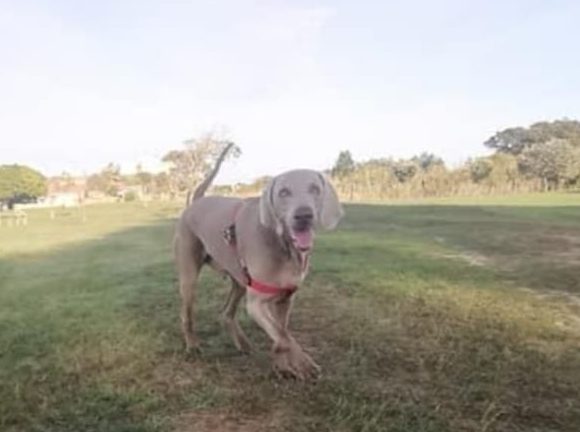 ADOPTED: Tyson, 4 year old male weimaraner, Cape Town