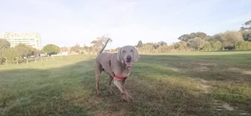 ADOPTED: Tyson, 4 year old male weimaraner, Cape Town