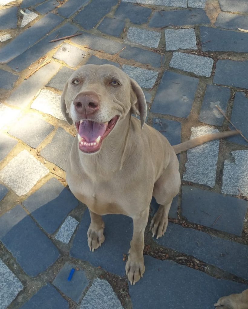 ADOPTED: Jessie, 6 year old female weimaraner : Wellington, WC