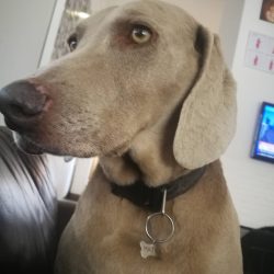 ADOPTED: Mathilda, 6 year old female weimaraner, Kensington, JHB