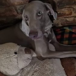 ADOPTED: Atilla, 5 year old male weimaraner, Pretoria