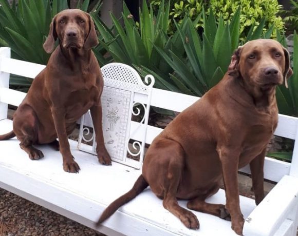 ADOPTED: Amber, 5 year old female weimaraner x labrador, Cape Town