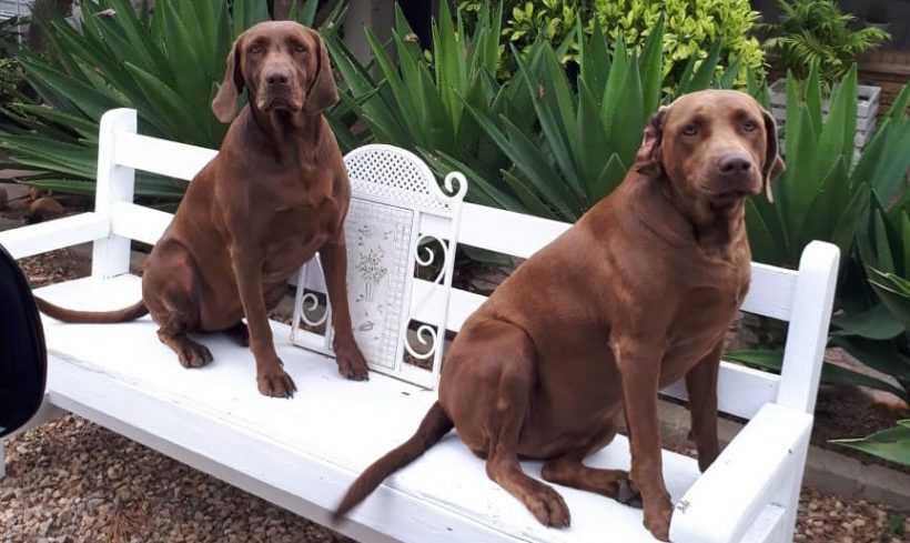 ADOPTED: Amber, 5 year old female weimaraner x labrador, Cape Town