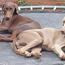 ADOPTED: Klara, 1 year old female weim x GSP (Krugersdorp)