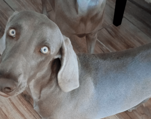 ADOPTED: Beesly, 10m old female weimaraner, Pretoria ADOPTED: Beesly, 10m old female weimaraner, Pretoria