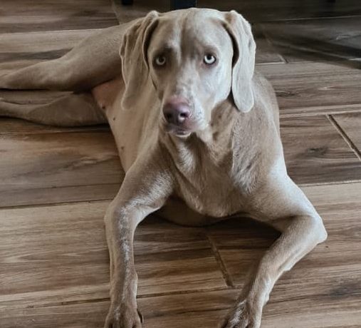 ADOPTED: Dogi, 2 year old female weimaraner, Pretoria ADOPTED: Dogi, 2 year old female weimaraner, Pretoria
