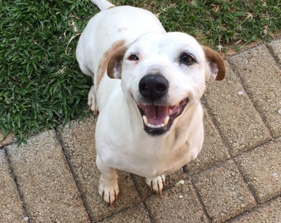 ADOPTED: Keira, 8 year old female Jack Russell, Benoni (honorary weim) ADOPTED: Keira, 8 year old female Jack Russell, Benoni (honorary weim)