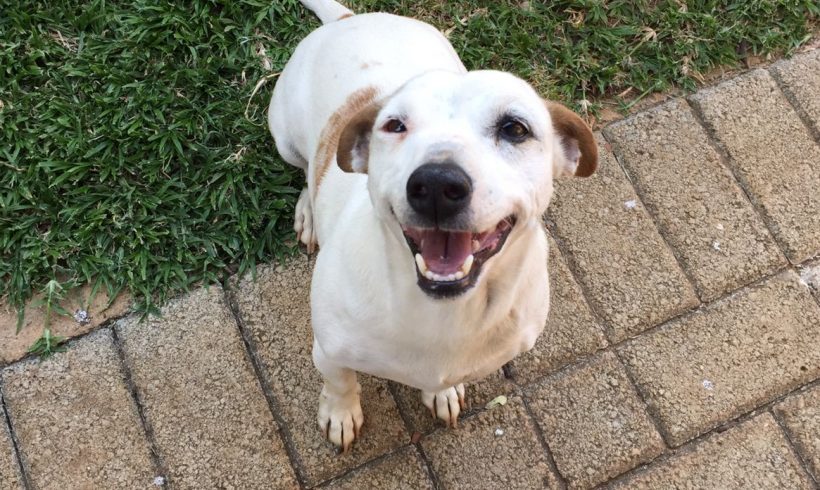 ADOPTED: Keira, 8 year old female Jack Russell, Benoni (honorary weim)