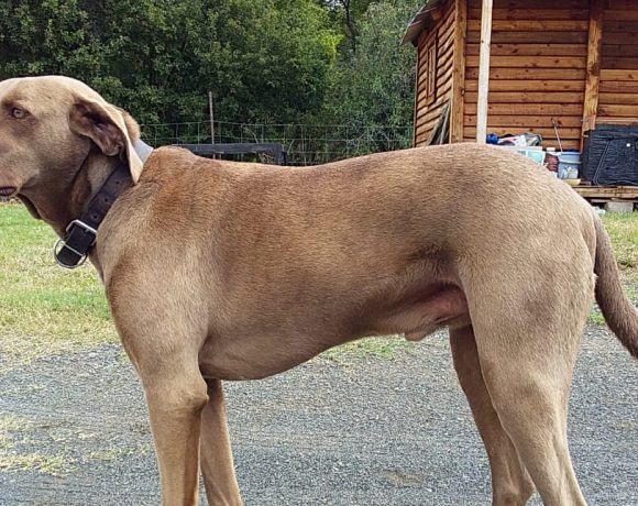 ADOPTED: Monty, 6 year old male weimaraner, Ladysmith, KZN ADOPTED: Monty, 6 year old male weimaraner, Ladysmith, KZN