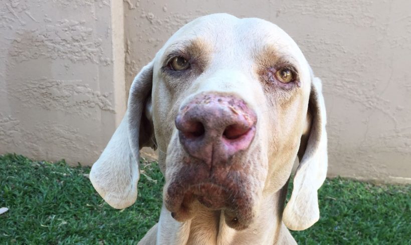 ADOPTED: Colby, 8 year old male weimaraner, Benoni