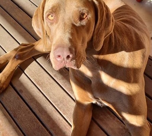 ADOPTED: Ragnar, 3 year old male weimaraner x GSP, Nelspruit ADOPTED: Ragnar, 3 year old male weimaraner x GSP, Nelspruit