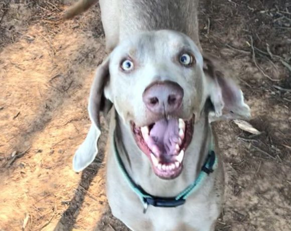 ADOPTED: Basil, 2 year old weim x basset, Pretoria ADOPTED: Basil, 2 year old weim x basset, Pretoria