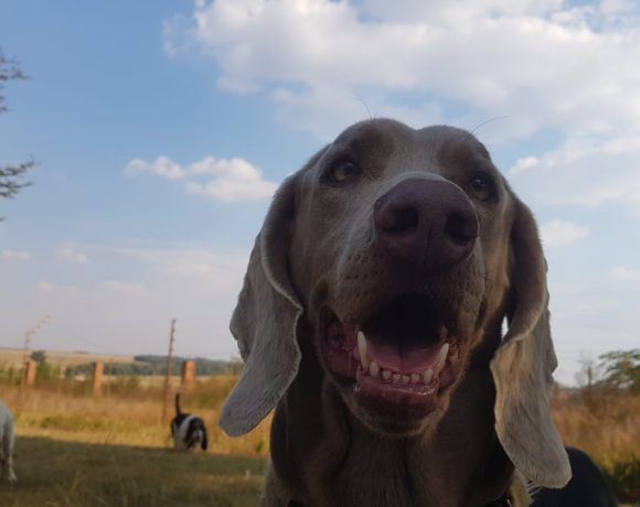 ADOPTED: Bronwyn, 3 year old female weimaraner, Pretoria ADOPTED: Bronwyn, 3 year old female weimaraner, Pretoria