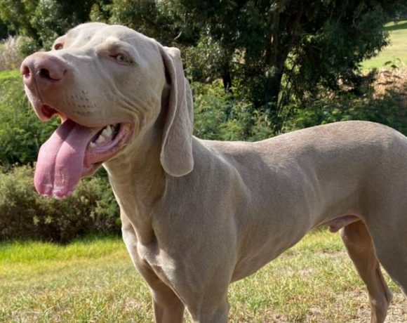 ADOPTED: Cairo, 7m old male weimaraner, Cape Town ADOPTED: Cairo, 7m old male weimaraner, Cape Town