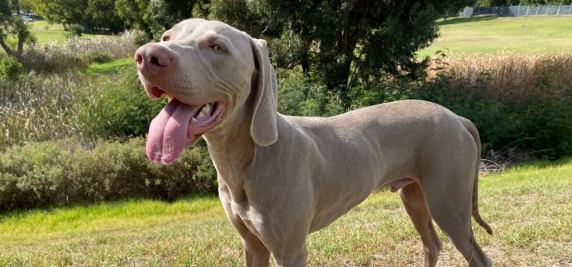 ADOPTED: Cairo, 7m old male weimaraner, Cape Town