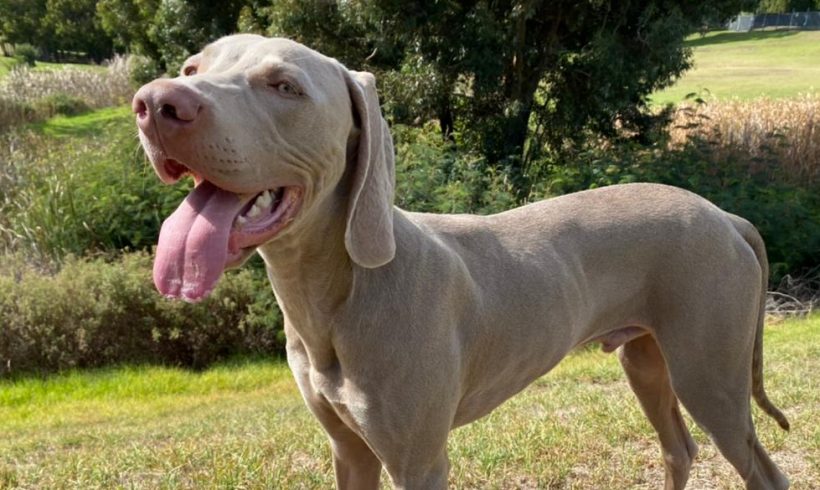 ADOPTED: Cairo, 7m old male weimaraner, Cape Town