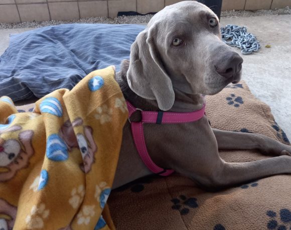ADOPTED: Bjorn, 18m old male weimaraner, Pretoria ADOPTED: Bjorn, 18m old male weimaraner, Pretoria