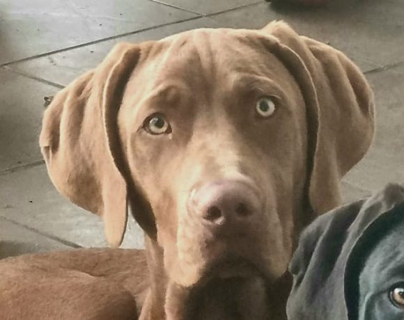 ADOPTED: Donut, 6m old weimaraner x Labrador male, Cape Town