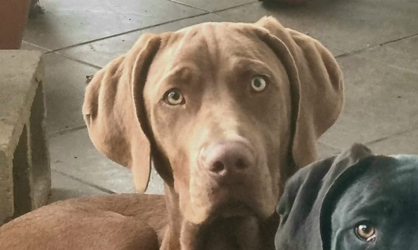 ADOPTED: Donut, 6m old weimaraner x Labrador male, Cape Town