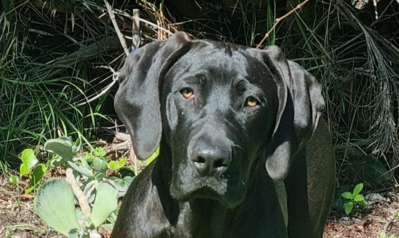 ADOPTED : Dexter, 6m old male weim x labrador, Cape Town