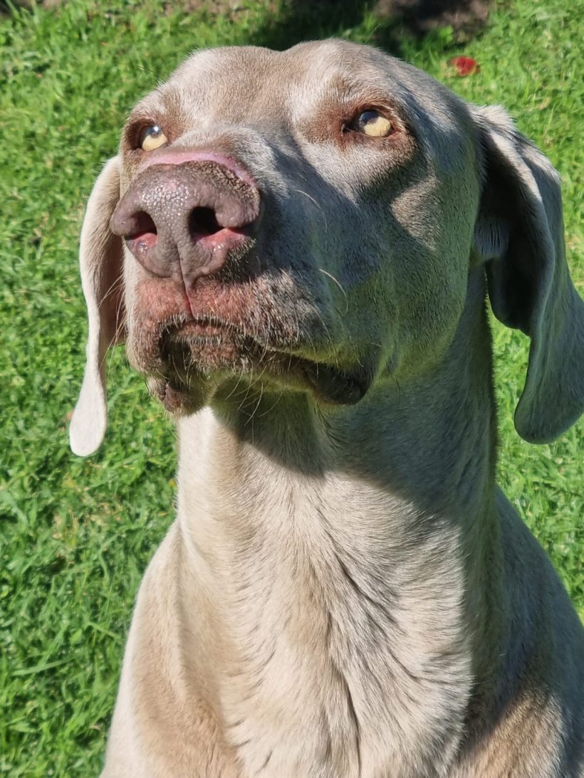 ADOPTED: Mango, 5 year old male weimaraner, Cape Town