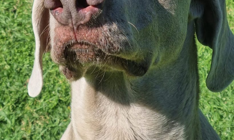 ADOPTED: Mango, 5 year old male weimaraner, Cape Town