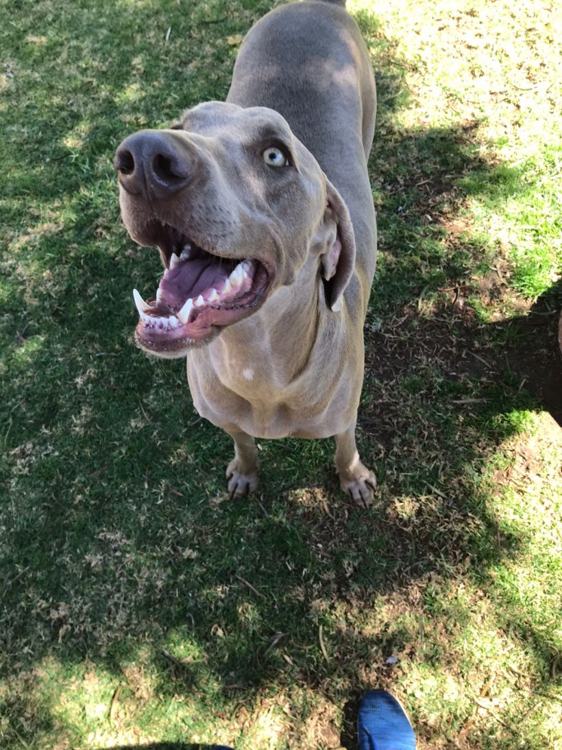 ADOPTED: Bullet, 2 year old male weimaraner, Potchefstroom