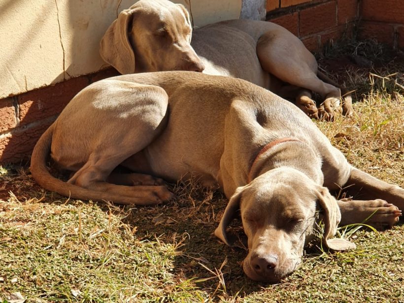 ADOPTED: Harley and Ivy, 1 year old female Weimaraners, Springs