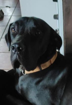 ADOPTED: Rodney, 18m old male great dane, KZN