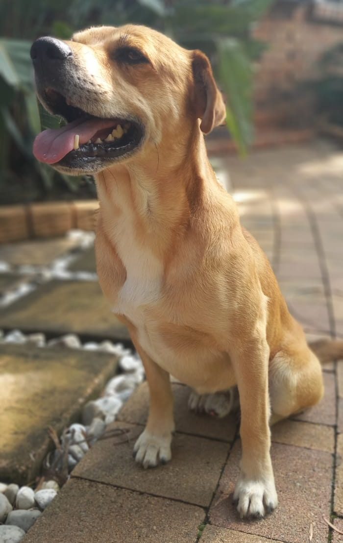 ADOPTED: Basjan, 3 year old lab x corgi/beagle?  Pretoria #honorary weim