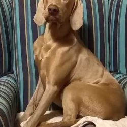 ADOPTED: Logan,  3 year old male weimaraner, Cape Town