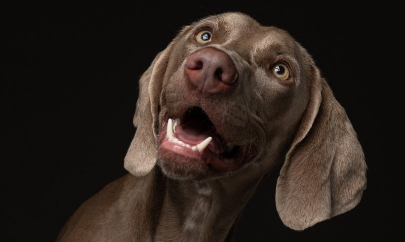 ADOPTED: Jesse, 1 year old female weimaraner, Centurion ADOPTED: Jesse, 1 year old female weimaraner, Centurion