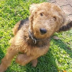 ADOPTED: Feisti, 2 year old female airedale, Centurion