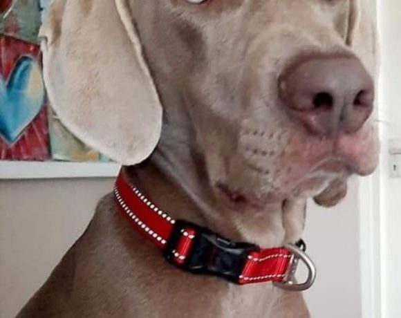 ADOPTED:Rockey, 3 year old male weimaraner, Cape Town