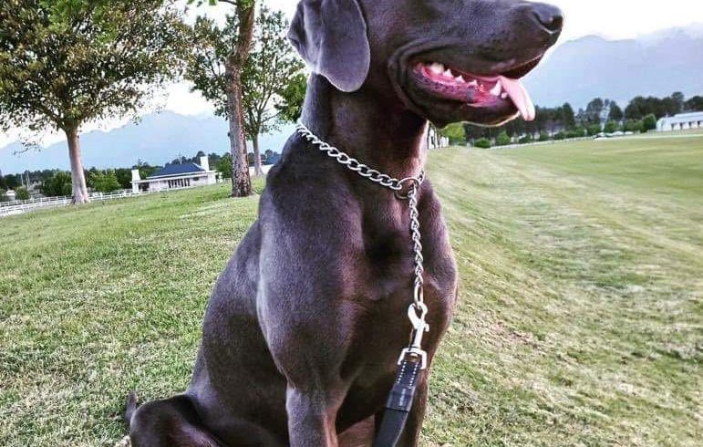 ADOPTED:Max, 1 year old male weimaraner, Paarl