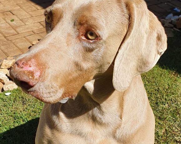 ADOPTED: Levi, 5 year old male weimaraner, Secunda