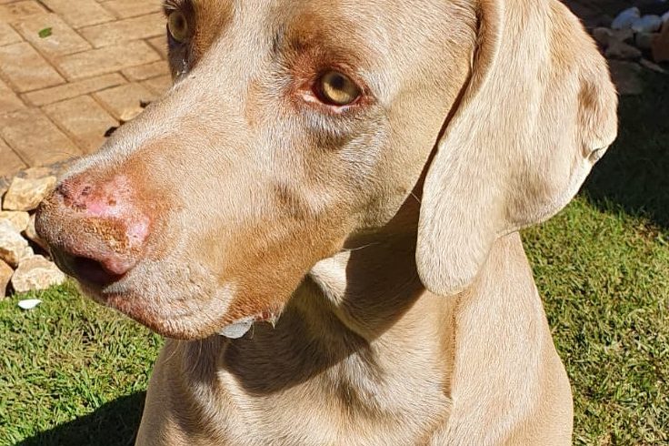 ADOPTED: Levi, 5 year old male weimaraner, Secunda
