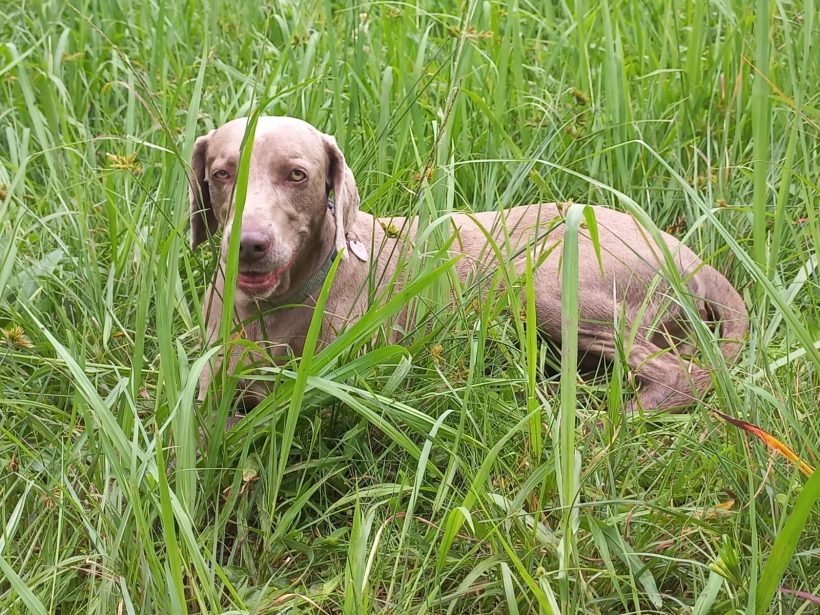 ADOPTED: Bronwyn, 4 year old female weimaraner, Pretoria