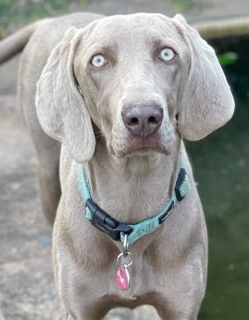 ADOPTED: Lola, 18m female weimaraner, Middelburg