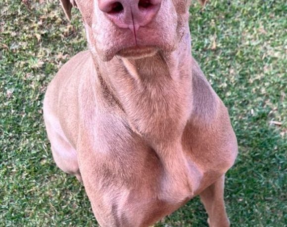 ADOPTED:Mellow, 11m old male weimaraner, Centurion