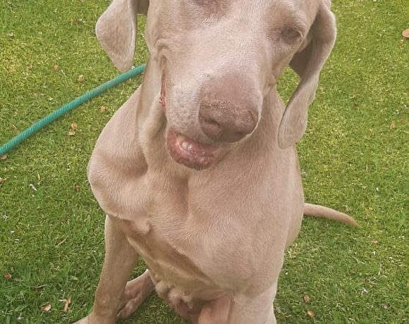 ADOPTED: Cindy, 5 year old female weimaraner, Nylstroom