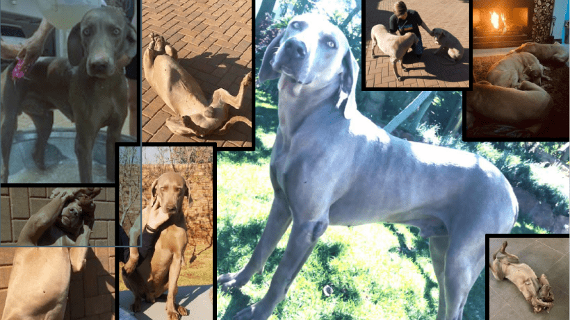 ADOPTED : Guess, 5 year old male weimaraner, Pretoria