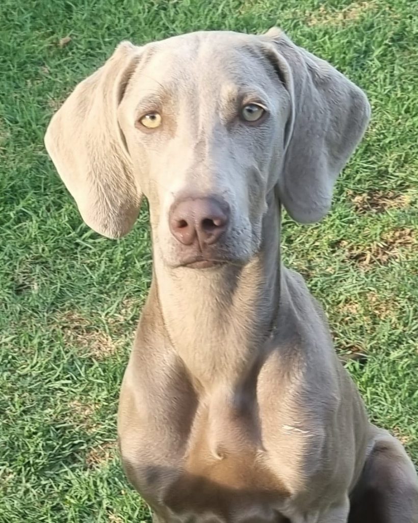 ADOPTED Nala, 7 month old female weimaraner, Cape Town